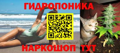 шишки Изобильный